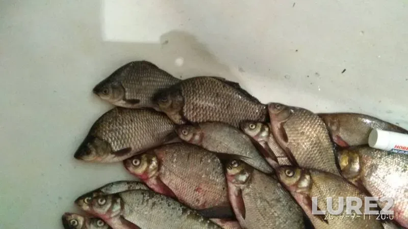 Лещ, Карась