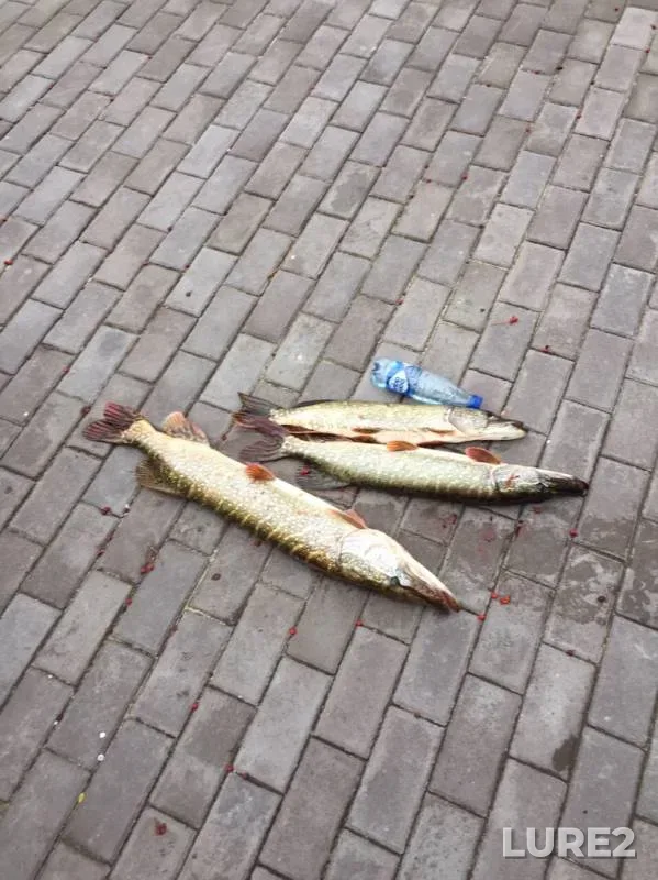 Щука