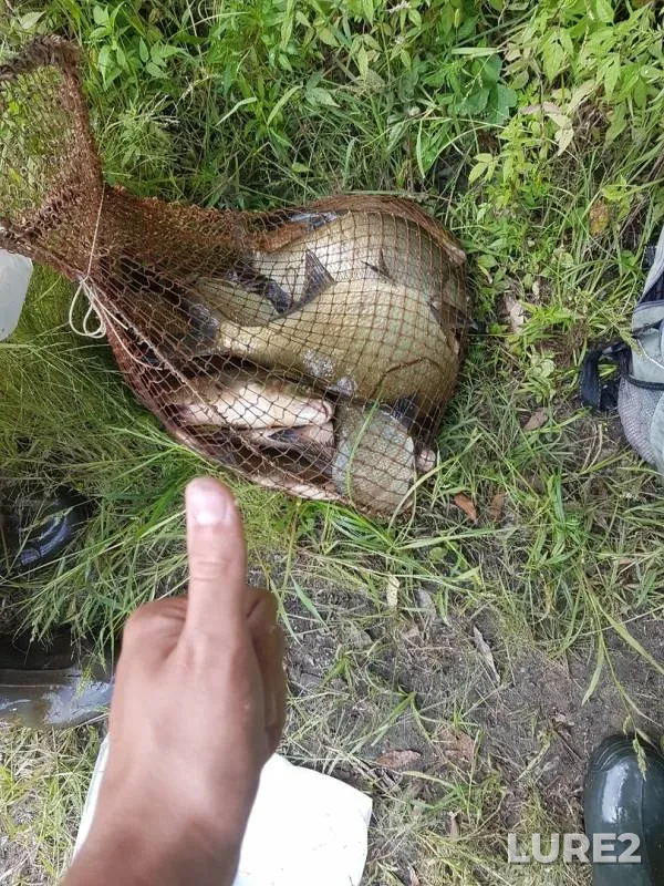 Лещ — Днепр, 23 сент. 2018 г.
