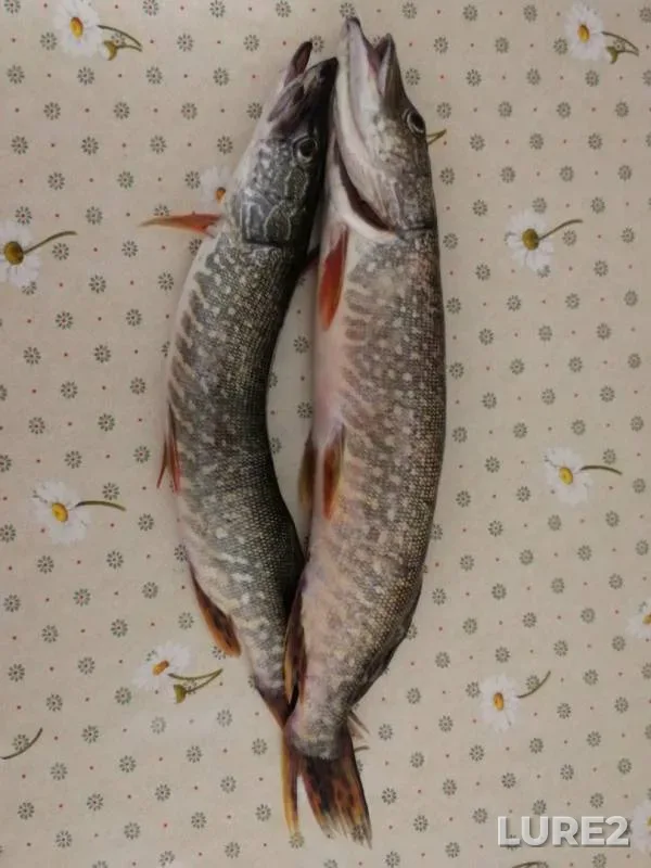 Щука