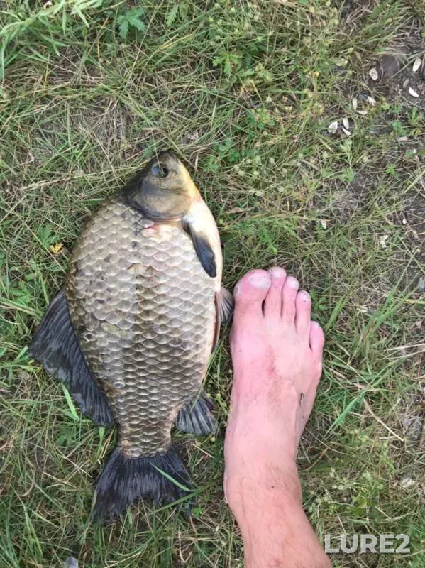 Карась