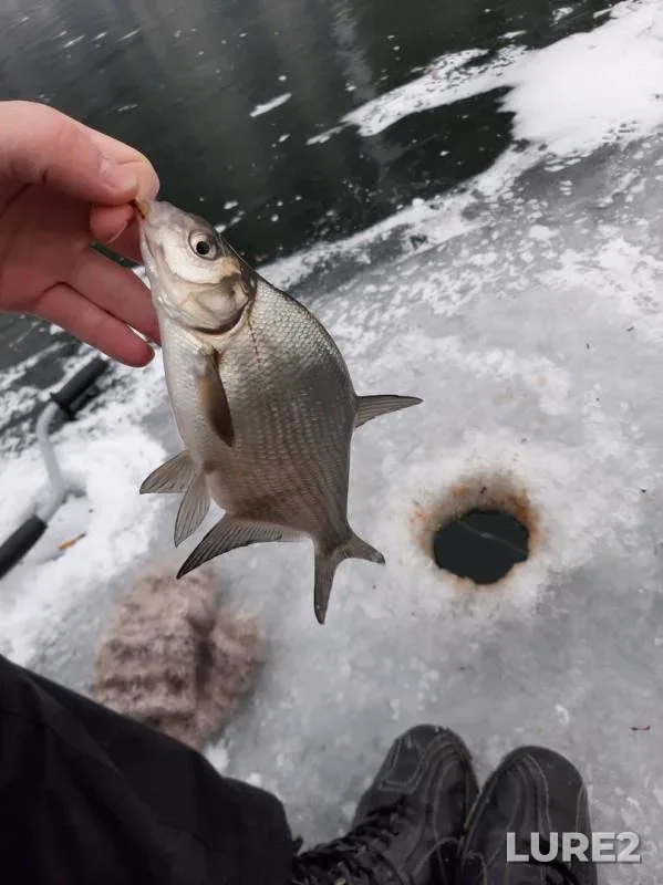 Лещ, Окунь