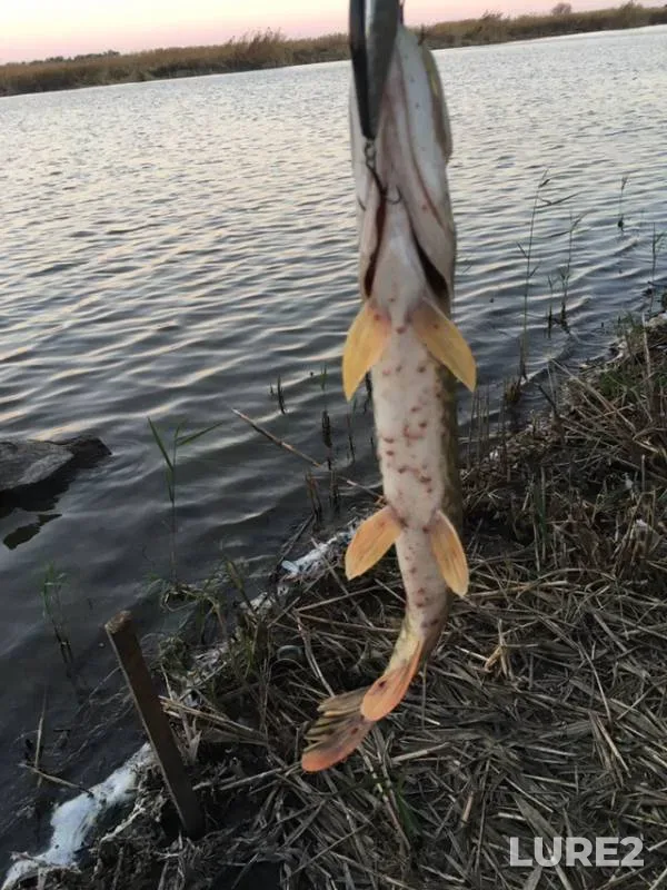 Щука