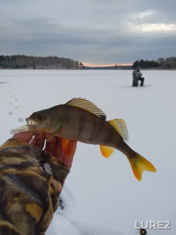 Окунь
