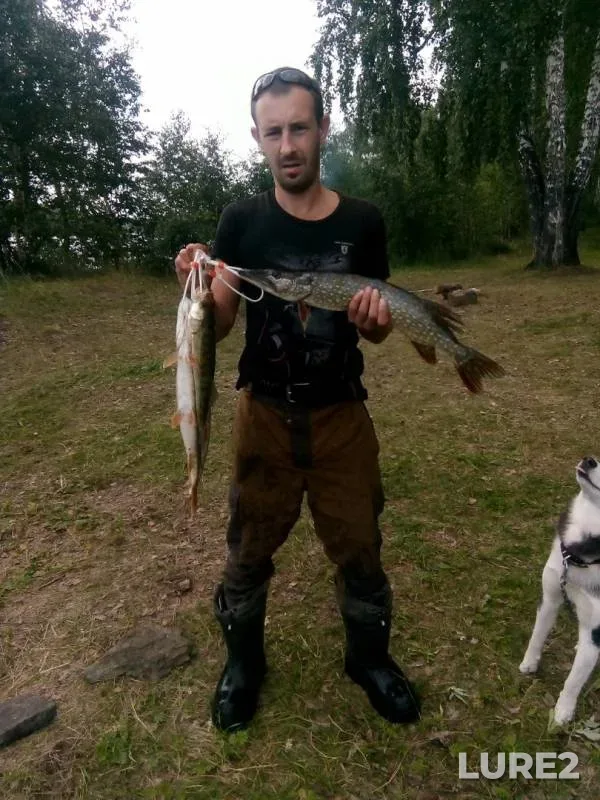 Окунь, Щука