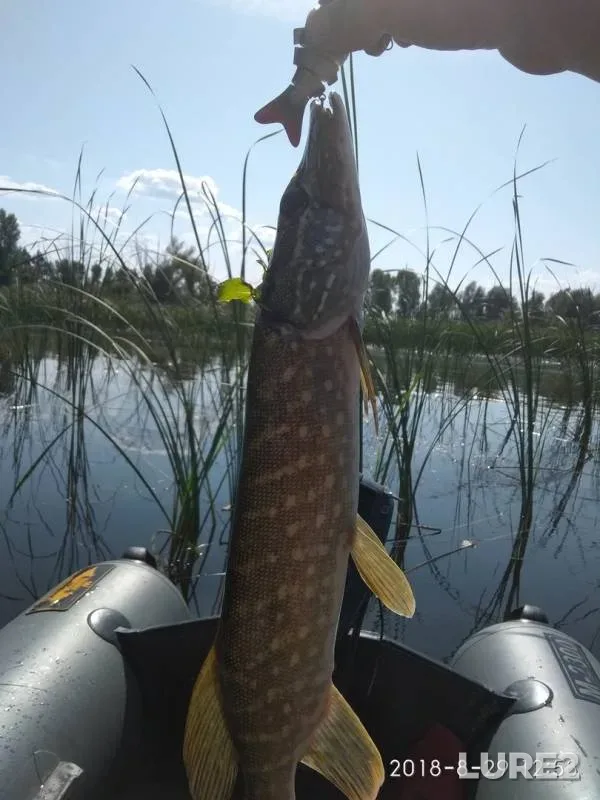 Щука
