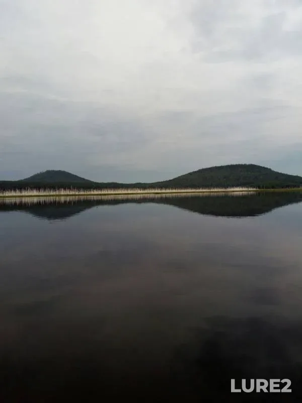 Окунь, Щука
