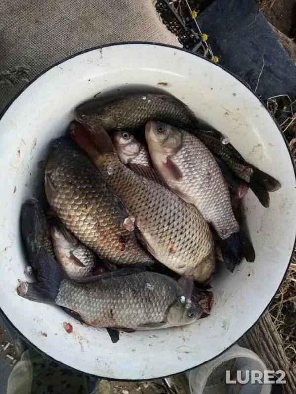 Карась