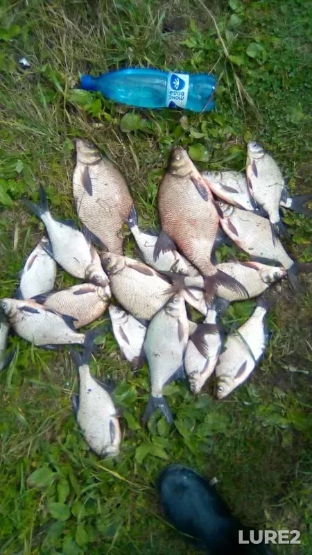 Лещ