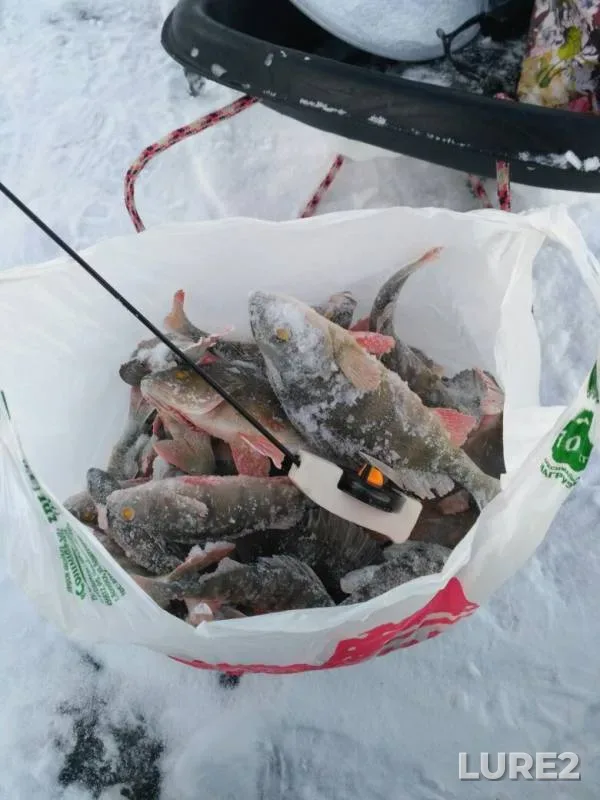 Окунь
