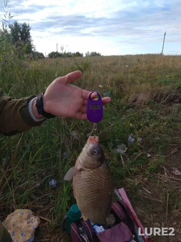 Карась