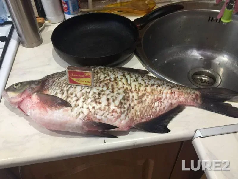 Лещ