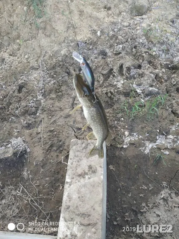 Щука