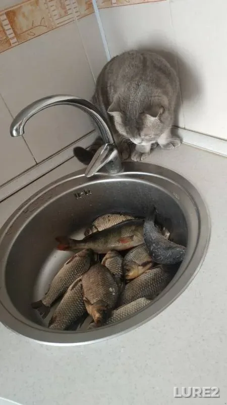 Карась, Окунь