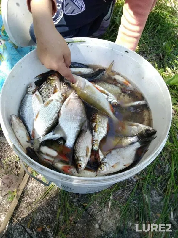 Лещ, Окунь