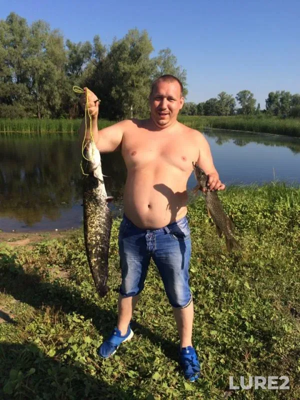 Сом, Щука