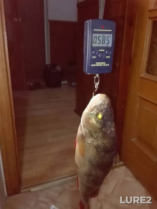 Жерех, Окунь