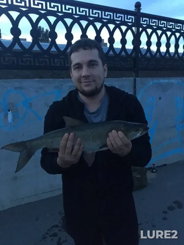 Жерех