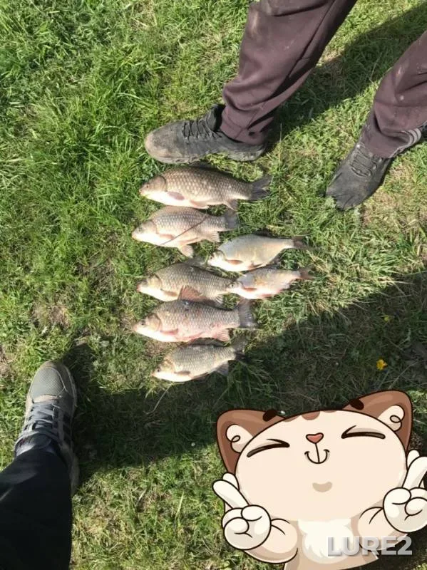 Карась, Густера