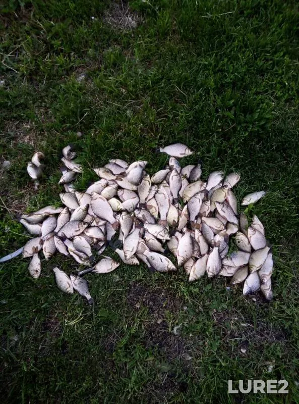 Карась