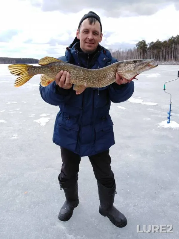 Щука