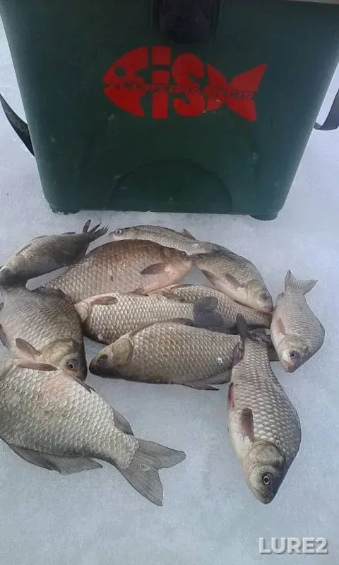Карась