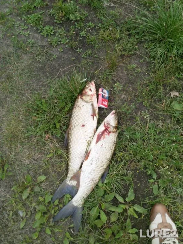 Жерех — Птичь, 25 июл. 2019 г.