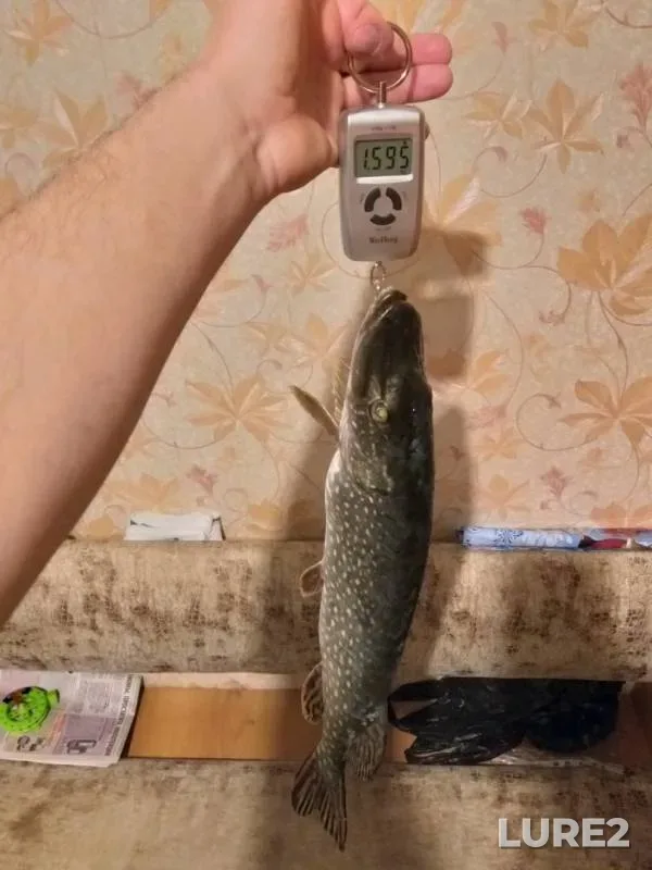 Щука
