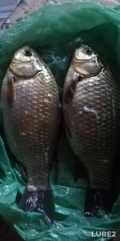 Карась