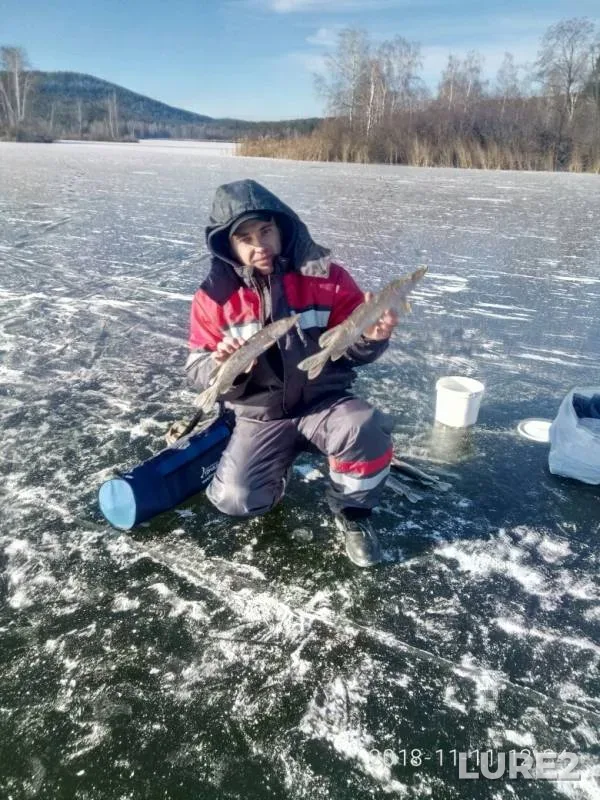 Щука