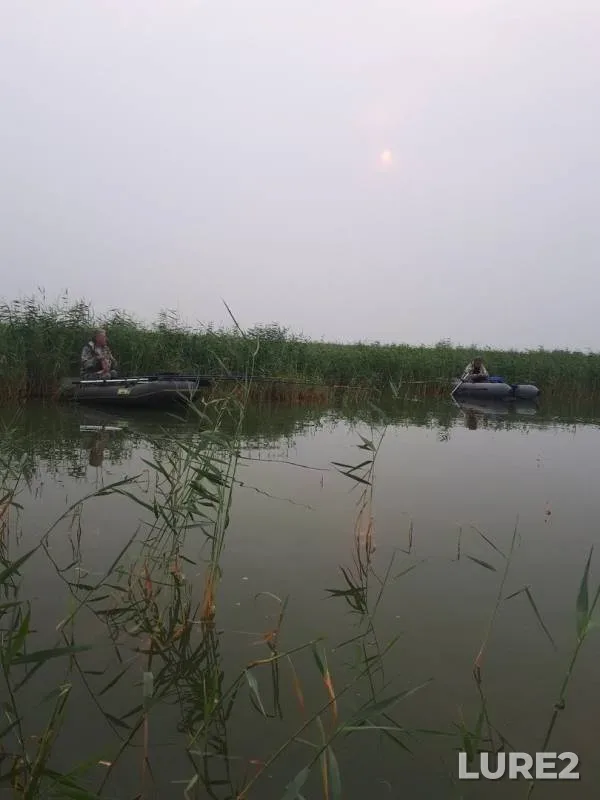 Карась, Язь