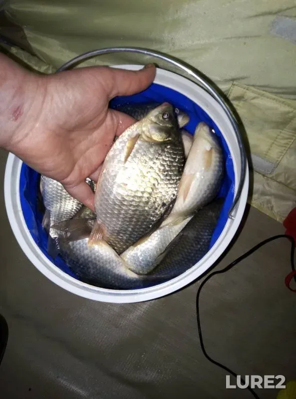 Карась