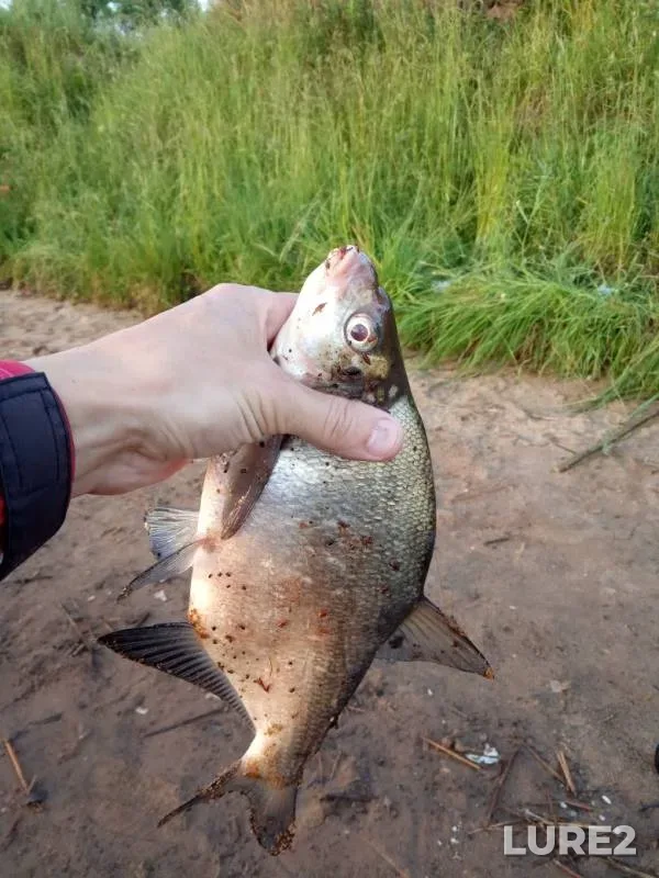 Лещ