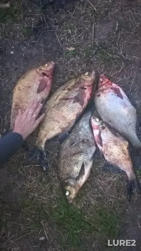 Лещ
