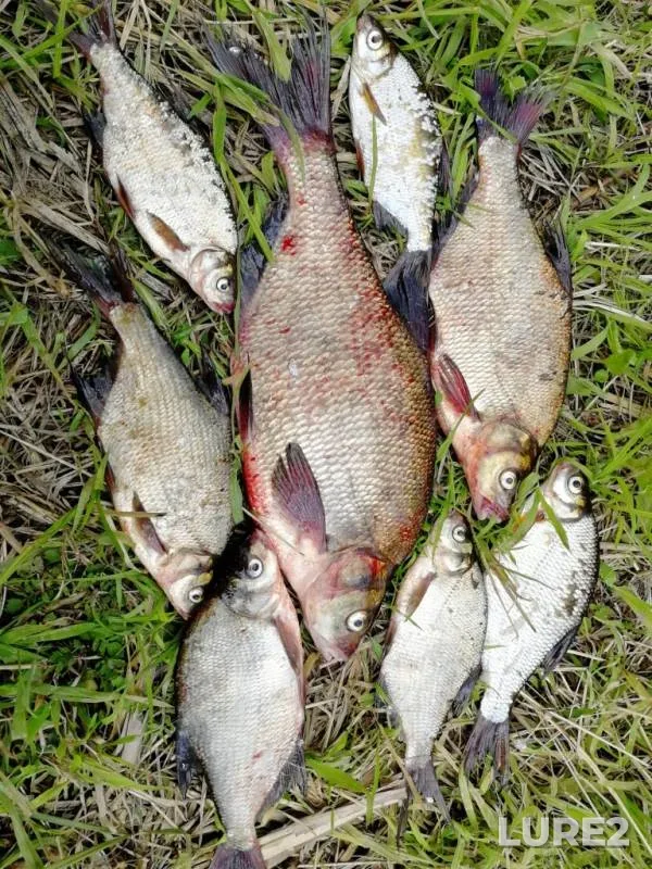 Лещ