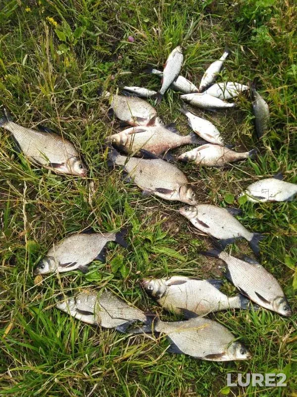 Лещ