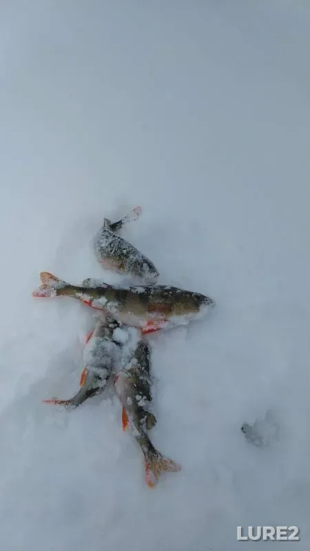 Окунь