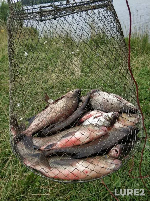 Лещ