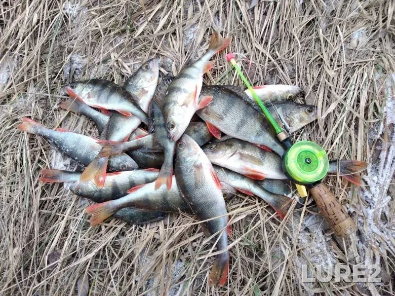 Окунь