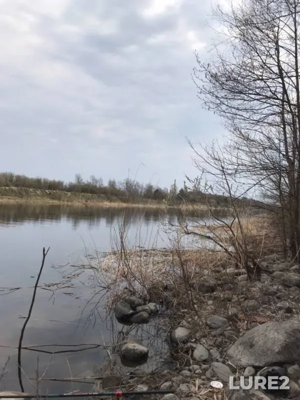 Язь, Окунь