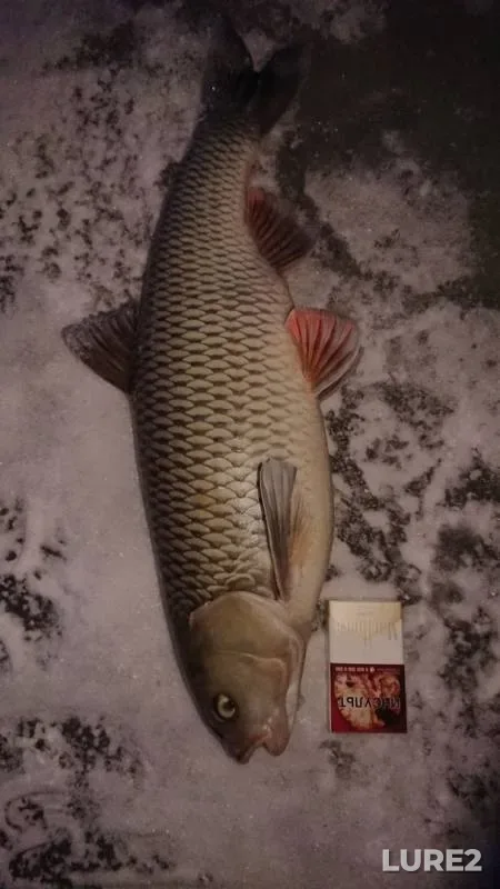 Голавль