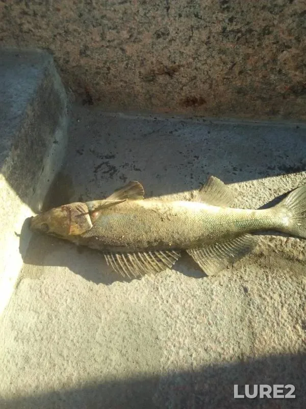 Судак
