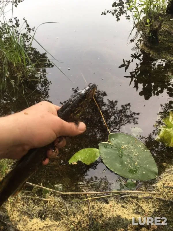 Щука