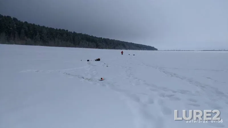 Щука