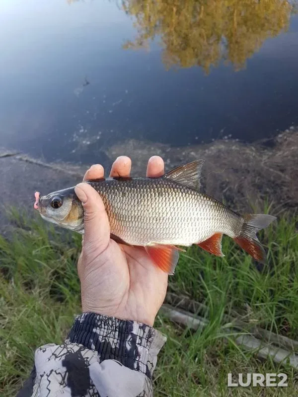 Язь, Окунь