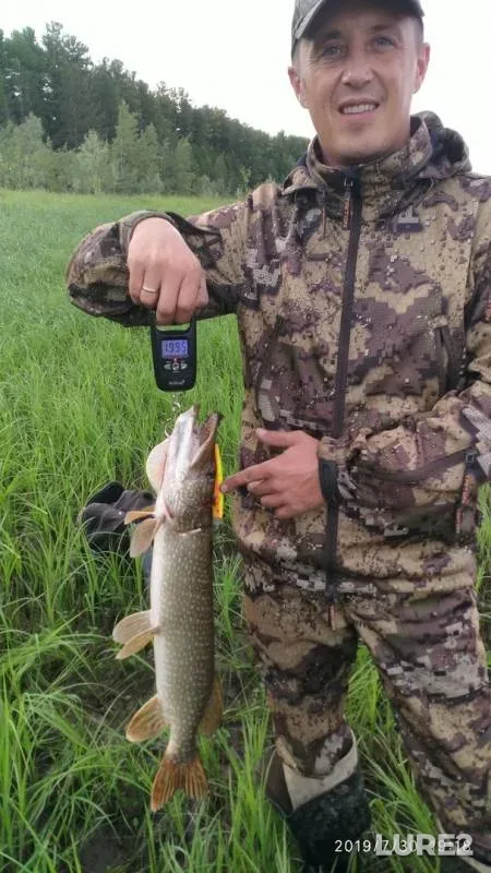 Щука