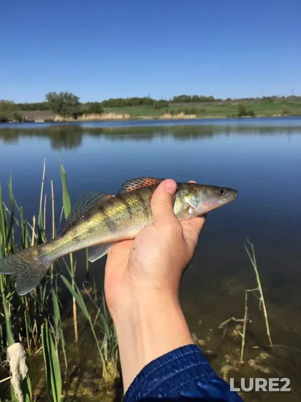 Окунь, Щука