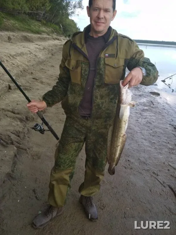 Налим