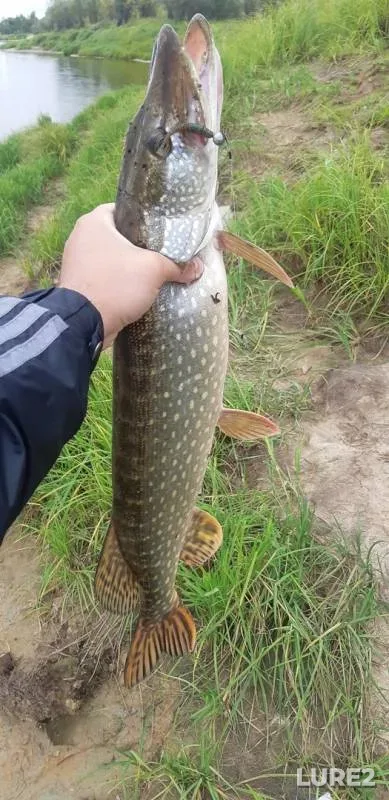 Окунь, Щука