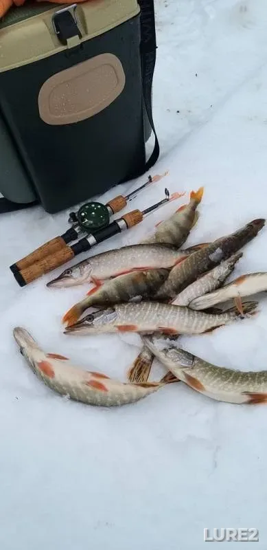 Окунь, Щука